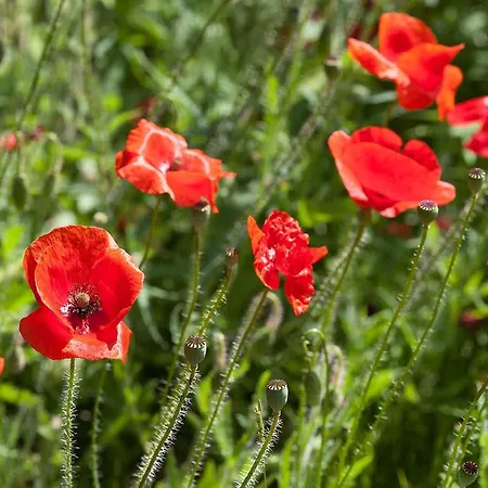 Urlaub Auf Dem Bauernhof Plath