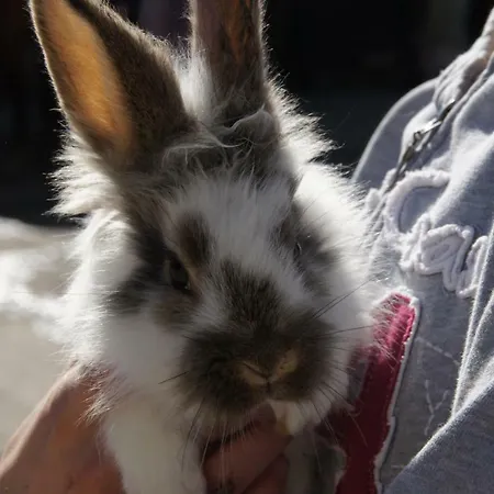 Urlaub Auf Dem Bauernhof Apartamento Plath